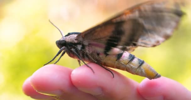 Sunny Day Forest Nature Butterfly Hawk Moth Sits Human Hand — Stock Video