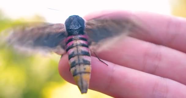 Μια Ηλιόλουστη Μέρα Στο Δάσος Στη Φύση Μια Πεταλούδα Σκώρος — Αρχείο Βίντεο
