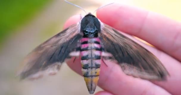 Słoneczny Dzień Lesie Przyrodzie Motyl Mól Jastrząb Siedzi Ludzkiej Ręce — Wideo stockowe