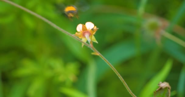 Einem Sonnigen Tag Wald Der Natur Sitzt Ein Schmetterling Falkenfalter — Stockvideo