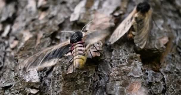 Día Soleado Bosque Naturaleza Una Mariposa Polilla Halcón Sienta Una — Vídeos de Stock