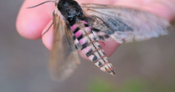 Einem Sonnigen Tag Wald Der Natur Sitzt Ein Schmetterling Falkenfalter — Stockvideo