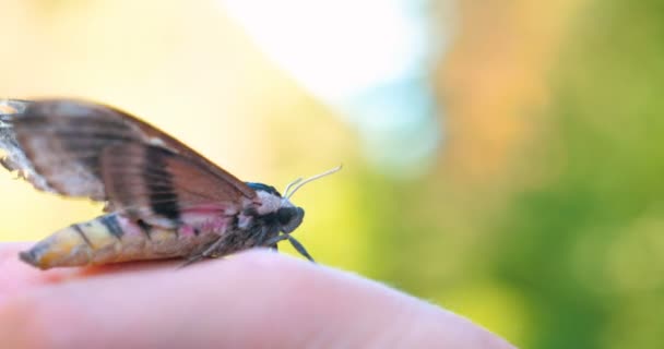 Einem Sonnigen Tag Wald Der Natur Sitzt Ein Schmetterling Falkenfalter — Stockvideo