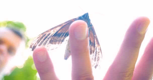 Солнечный День Лесу Природе Бабочка Ястреб Мотылек Садится Человеческую Руку — стоковое видео