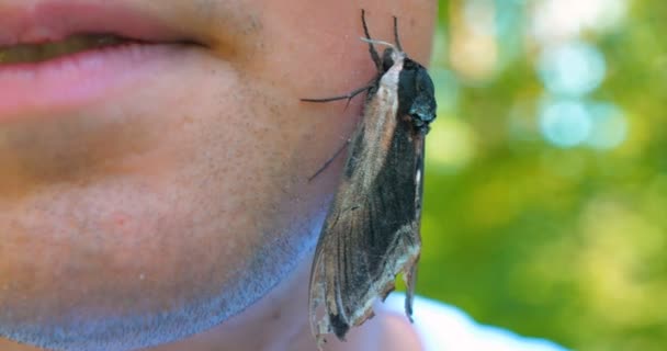 Egy Napsütéses Napon Erdőben Természetben Egy Pillangó Sólyom Moly Emberi — Stock videók