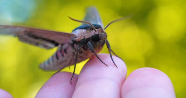 Een Zonnige Dag Het Bos Natuur Een Vlinder Havik Mot — Stockvideo