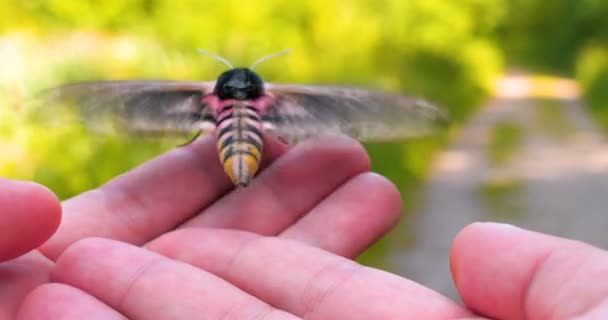 Einem Sonnigen Tag Wald Der Natur Sitzt Ein Schmetterling Falkenfalter — Stockvideo