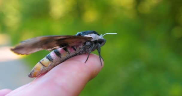 Dia Ensolarado Floresta Natureza Uma Borboleta Traça Falcão Senta Uma — Vídeo de Stock