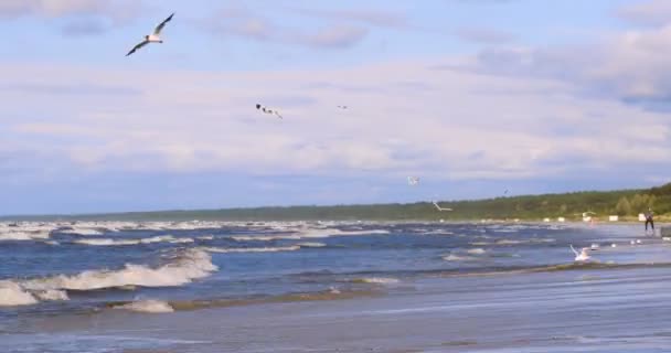 海に海の風を準備風のプロのサーファー ウィンドサーファーは嵐の中で波をキャッチします の概念 スポーツ ライフスタイル ボード スローモーション — ストック動画