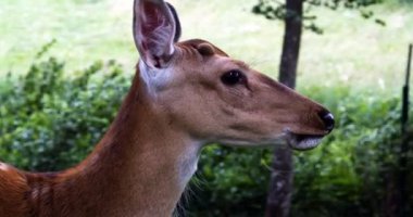 Çayırda karacalar. Hayvanat bahçesi, vahşi hayvanlar ve memeli kavramı. Büyük geyik ailesi açık havada ot yiyor. Otvod yaşam tarzı.