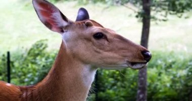 Çayırda karacalar. Hayvanat bahçesi, vahşi hayvanlar ve memeli kavramı. Büyük geyik ailesi açık havada ot yiyor. Otvod yaşam tarzı.