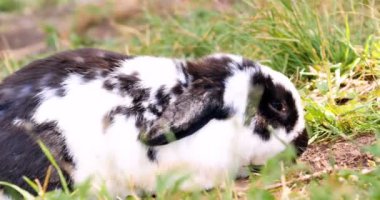 Çimendeki Tavşanlar, Tavşanlar. Meadow Sevimli Küçük Paskalya Bunnies Of Sanat Tasarımı.
