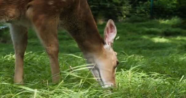 草地上的鹿 动物园 野生动物和哺乳动物的概念 大鹿家户外吃草 赫比沃生活方式 — 图库视频影像