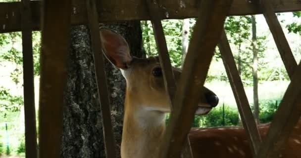 草原のシカの群れ動物園 野生動物や哺乳類の概念 大きな鹿の家族は草を食べて屋外 ハービボアのライフスタイル — ストック動画