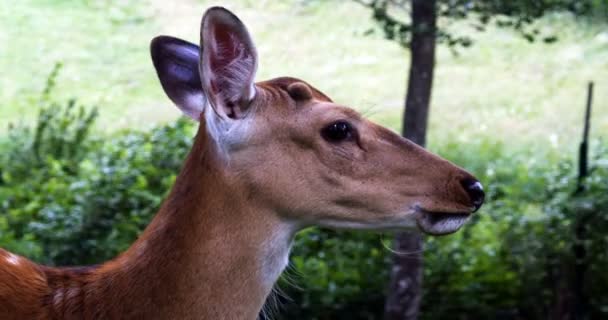 Roe Jelenie Łące Zoo Dzikie Zwierzęta Koncepcja Ssak Big Deer — Wideo stockowe