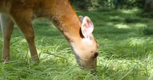 Caprioli Sul Prato Zoo Animali Selvatici Concetto Mammifero Grande Famiglia — Video Stock