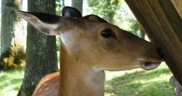 Caprioli Sul Prato Zoo Animali Selvatici Concetto Mammifero Grande Famiglia — Video Stock