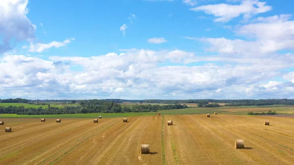 Vue Aérienne Par Drone Rouleaux Foin Dans Champ Blé Entouré — Photo