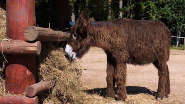 Kıbrıs 'taki Skorino çiftliğinde saman yiyen meraklı bir eşek. Yakın plan portre fotoğrafı.