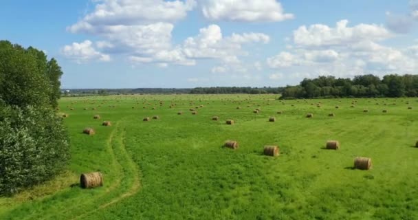 Aerial Drone View Hay Rolls Wheat Field Surrounded Forests Sunny — Stock Video