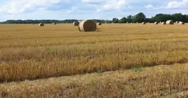 Aerial Drone View Hay Rolls Wheat Field Surrounded Forests Sunny — Stock Video