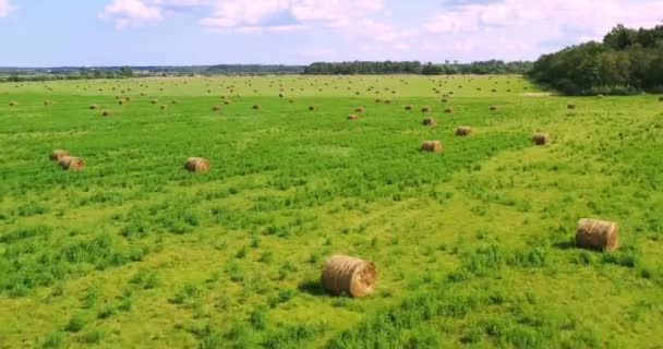 森林に囲まれた小麦畑の干し草の空中ドローンビュー 晴れた夏の日 ヴィンテージルック編集 — ストック動画