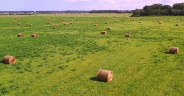 Vista Aérea Aviones Tripulados Rollos Heno Campo Trigo Rodeado Bosques — Vídeo de stock