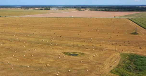 Vista Aérea Zangão Rolos Feno Campo Trigo Rodeado Florestas Dia — Vídeo de Stock