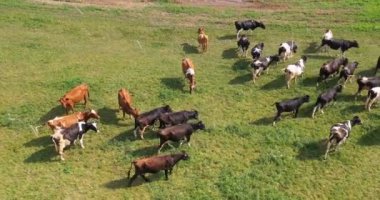 Otlakta otlayan ineklerin hava manzarası, insansız hava aracı pov, çim tarlasında bu inekler genellikle süt ürünleri üretimi için kullanılır..
