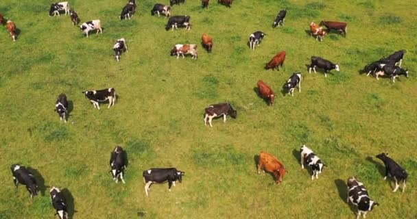 牧草地で牛の群れ放牧の空中ビュー トップビュードローンのPov 芝生のフィールドでこれらの牛は通常 酪農生産のために使用されます — ストック動画
