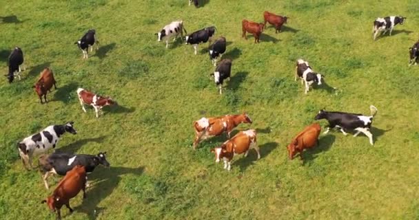 Vue aérienne du pâturage du troupeau de vaches sur le pâturage, vue du dessus du drone pov, dans le champ d'herbe ces vaches sont généralement utilisées pour la production laitière.
