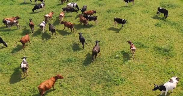 Letecký Pohled Stáda Krav Pasoucích Pastevním Poli Pohled Shora Drone — Stock video