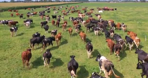 Luftaufnahme Von Kühen Herde Weiden Auf Der Weide Feld Drone — Stockvideo