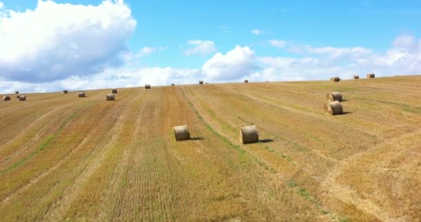 Buğday Tarlasında Saman Rulohavadan Drone Görünümü Ormanlarla Çevrili Sunny Summer — Stok video