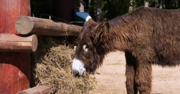 Burro Curioso Comiendo Heno Paddock Granja Skorino Chipre Foto Primer — Vídeos de Stock