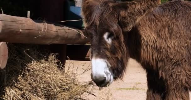 在塞浦路斯斯科里诺农场 好奇的驴子在围场里吃干草 特写肖像照片 — 图库视频影像