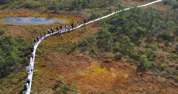 Vista Aérea Ríos Lagos Que Rodean Bosques Verdes — Vídeo de stock