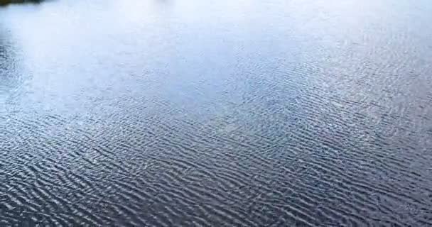 Vue Aérienne Rivières Lacs Qui Entourent Les Forêts Vertes — Video