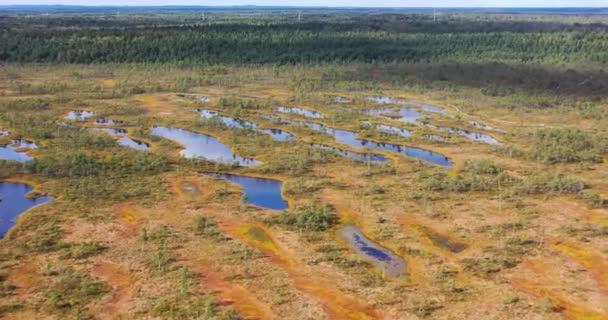 Luftaufnahme Flüsse Und Seen Die Grüne Wälder Umgeben — Stockvideo