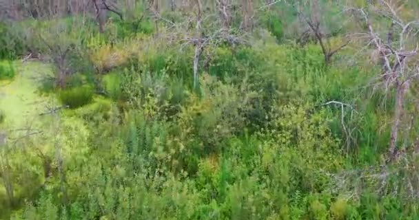 Vista Aérea Ríos Lagos Que Rodean Bosques Verdes — Vídeo de stock