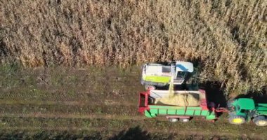 Mısırı römorklara yükleyen hasat makinesinin hava görüntüsü. Modern hasat makinesinin traktör römorklarına mısır yüklerken çekilmiş görüntüsü. Çekici, Hasat, İnsansız Hava Aracı, Eko.