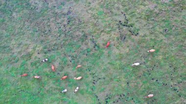 Otlakta otlayan ineklerin hava manzarası, insansız hava aracı pov, çim tarlasında bu inekler genellikle süt ürünleri üretimi için kullanılır..