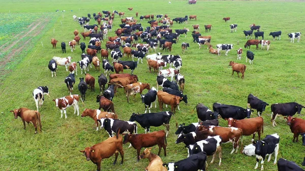 Otlakta otlayan ineklerin hava manzarası, insansız hava aracı pov, çim tarlasında bu inekler genellikle süt ürünleri üretimi için kullanılır..