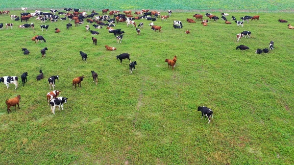 Aerial view of cows herd grazing on pasture field, top view drone pov , in grass field these cows are usually used for dairy production.