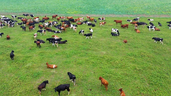 Aerial view of cows herd grazing on pasture field, top view drone pov , in grass field these cows are usually used for dairy production.