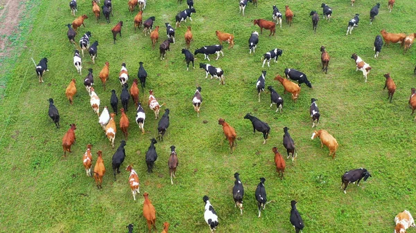 Otlakta otlayan ineklerin hava manzarası, insansız hava aracı pov, çim tarlasında bu inekler genellikle süt ürünleri üretimi için kullanılır..