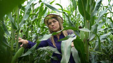 Buğday hasadında güzel, şık bir kadının portresi..