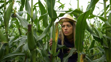 Buğday hasadında güzel, şık bir kadının portresi..