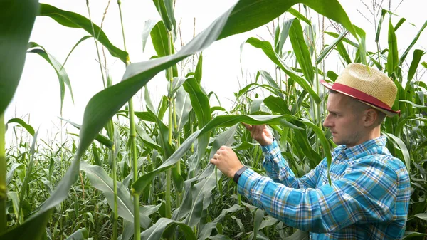 Agricultor Tocando Maíz Cerca Hojas Verdes — Foto de Stock