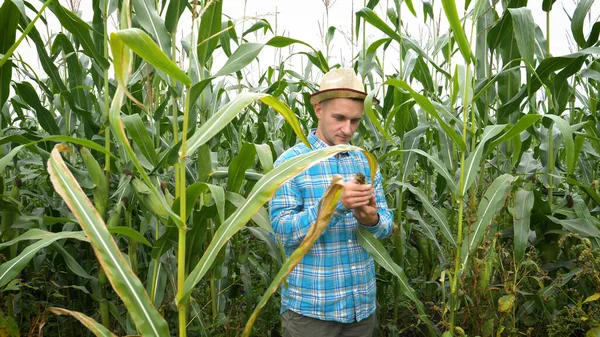 Mezőgazdasági Termelő Hozzáér Kukoricához Zöld Levelek Közelében — Stock Fotó